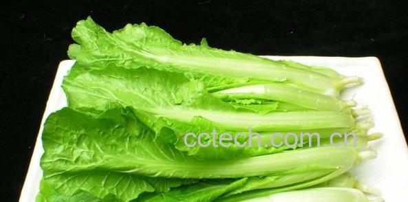 果蔬百科大白菜-0