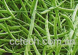 果蔬百科油菜-0