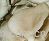 果蔬百科平菇的疾病的防病-0