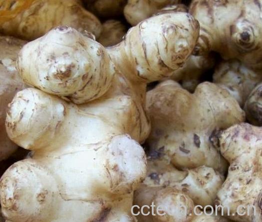 果蔬百科洋姜-0