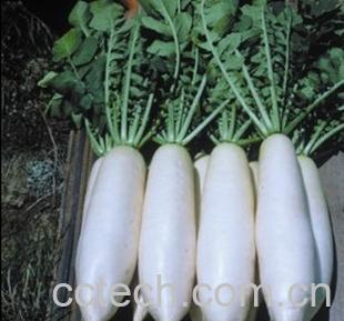 果蔬百科白萝卜-0