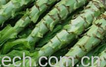 果蔬百科莴苣-0