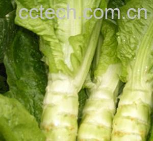 果蔬百科莴苣-0