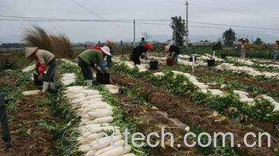 果蔬百科白萝卜-0