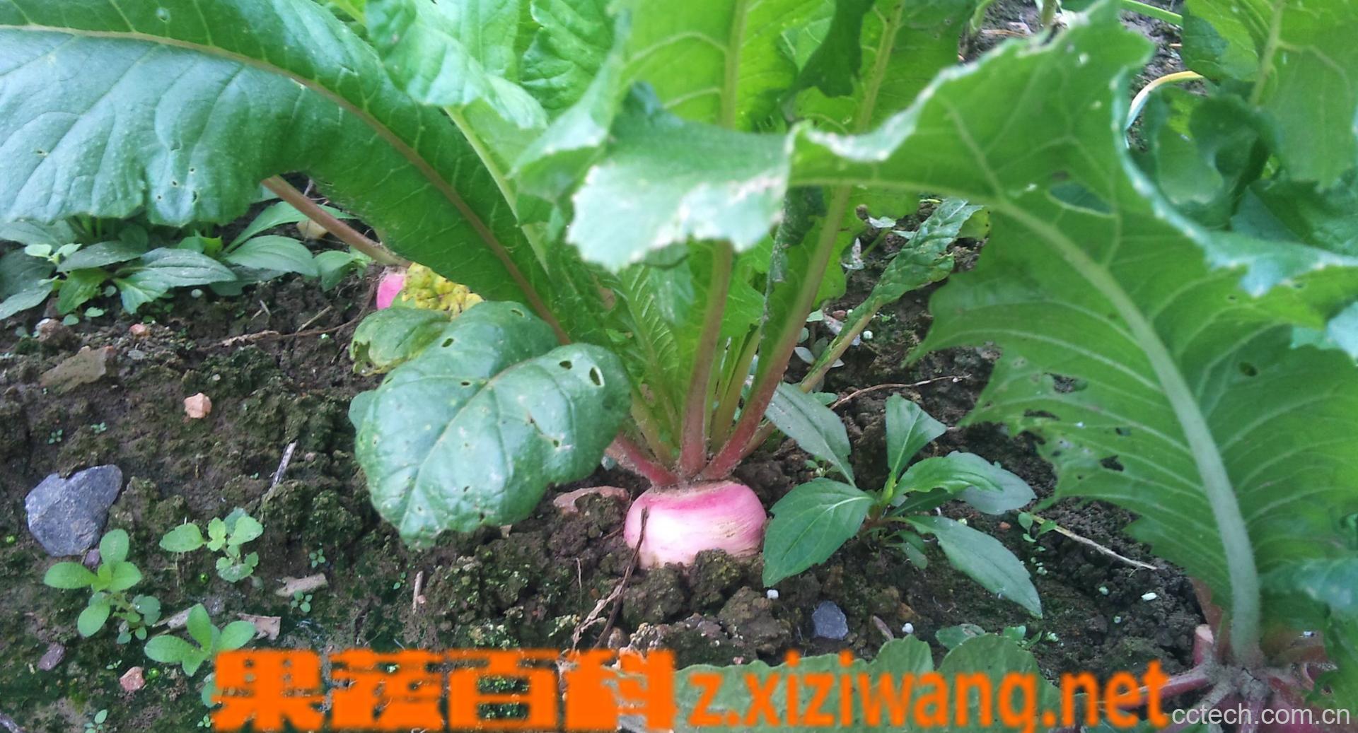 果蔬百科萝卜-0