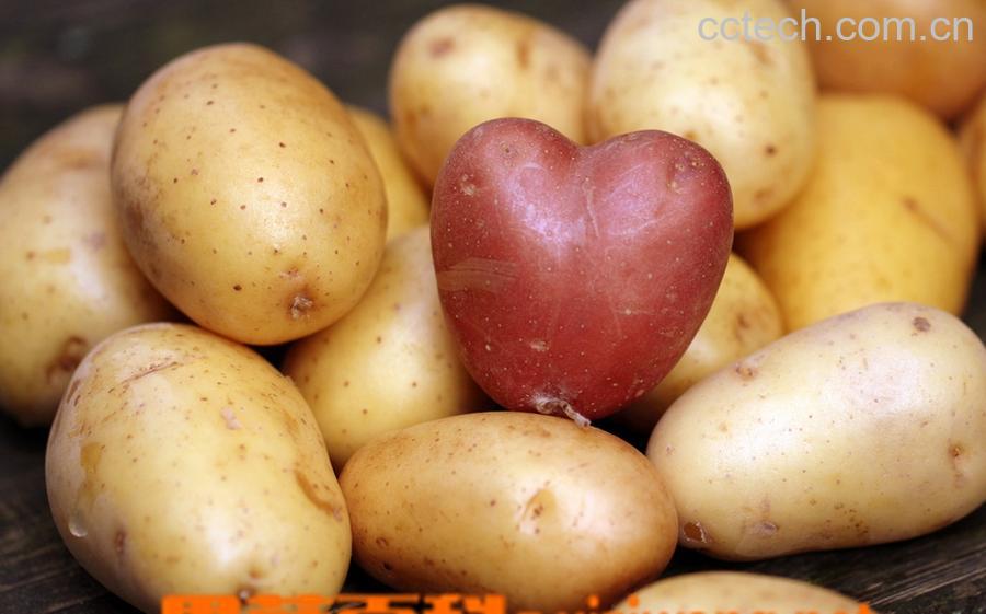 果蔬百科马铃薯-0