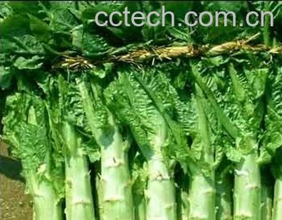 果蔬百科莴苣-0