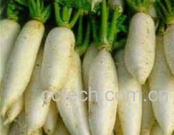 果蔬百科白萝卜-0