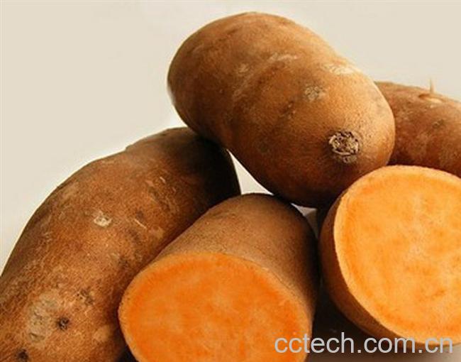 果蔬百科白薯-0