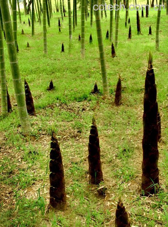 果蔬百科春笋-0