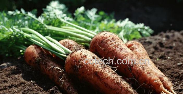 果蔬百科胡萝卜-0