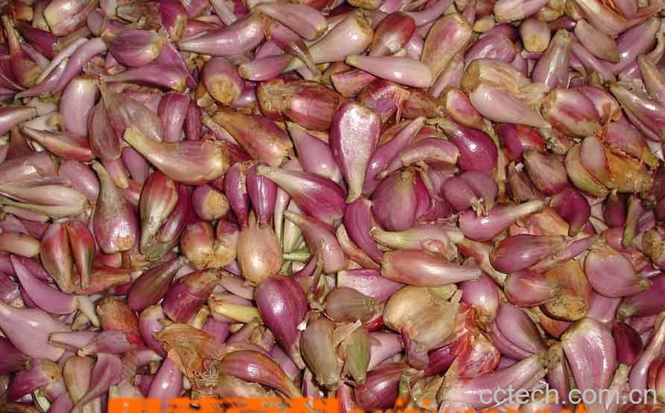 果蔬百科洋葱-0