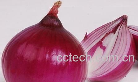 果蔬百科洋葱-0