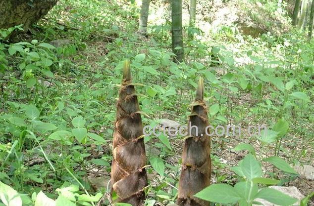 果蔬百科竹荪-0