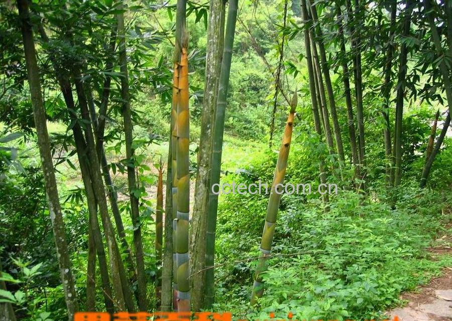 果蔬百科竹笋-0