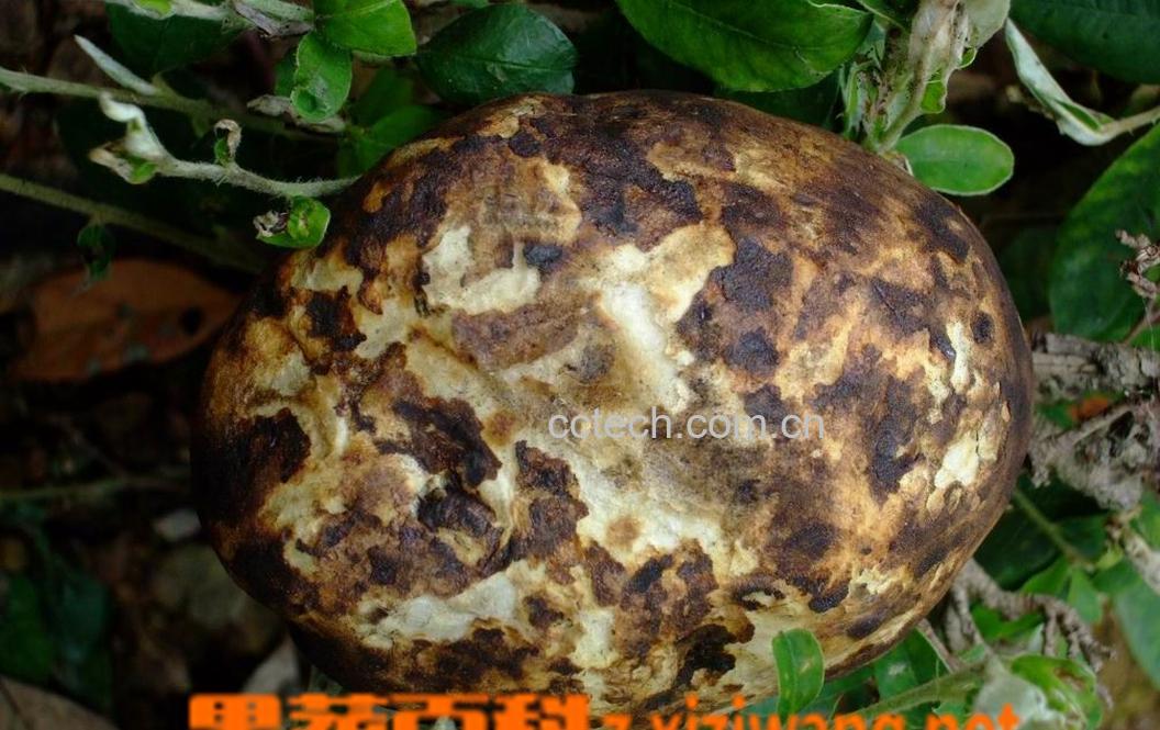 果蔬百科烧芋头-0