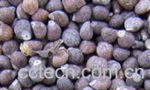 果蔬百科紫苏-0