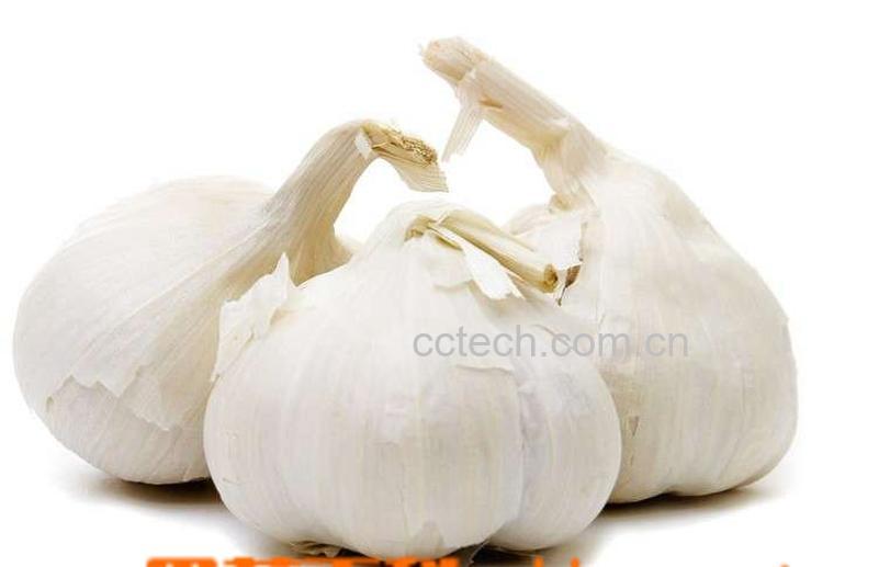 果蔬百科大蒜-0