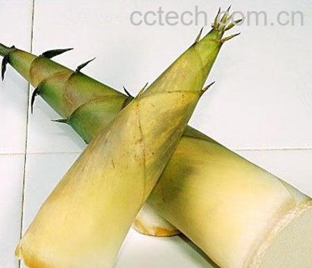 果蔬百科竹笋-0