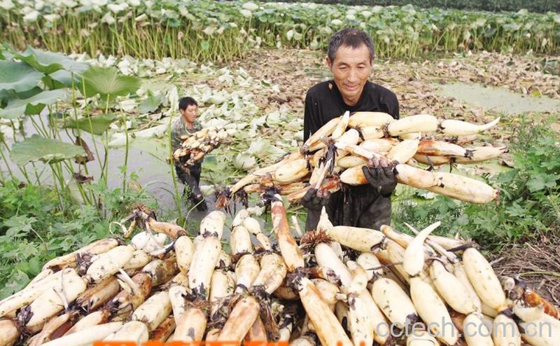 果蔬百科莲藕-0