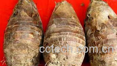 果蔬百科芋头-0