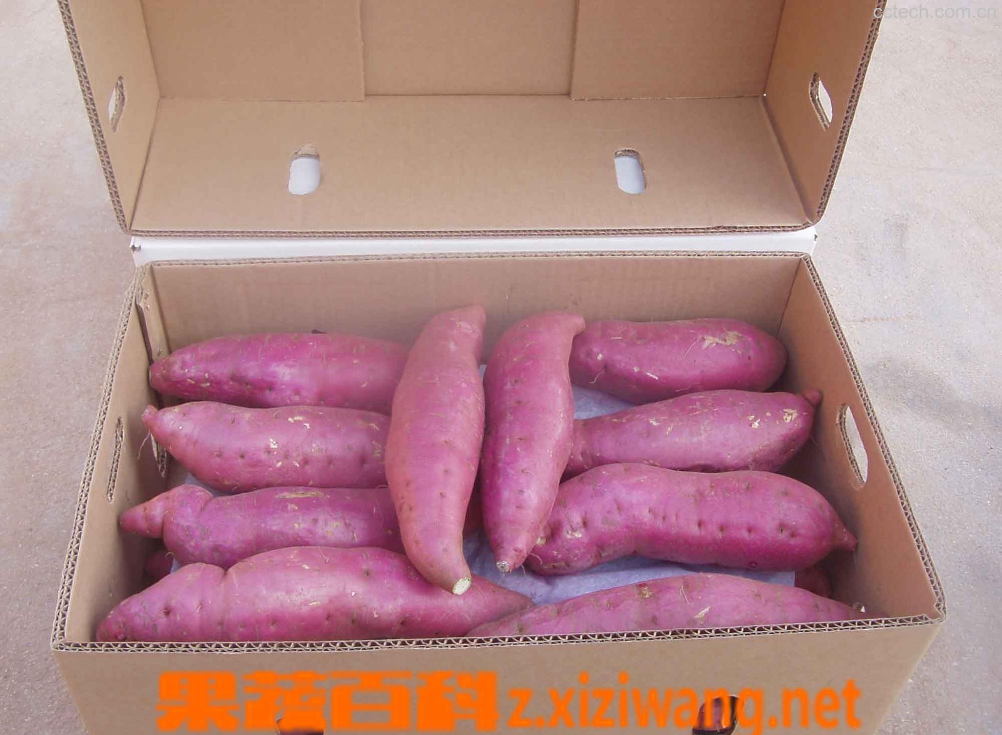 果蔬百科红薯-0