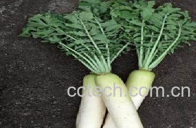 果蔬百科白萝卜-0