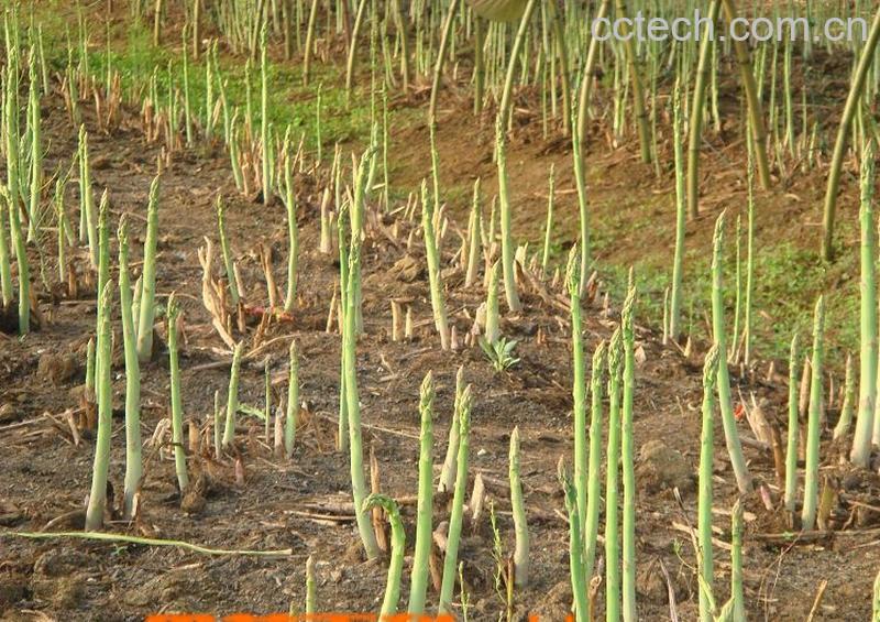 果蔬百科芦笋-0