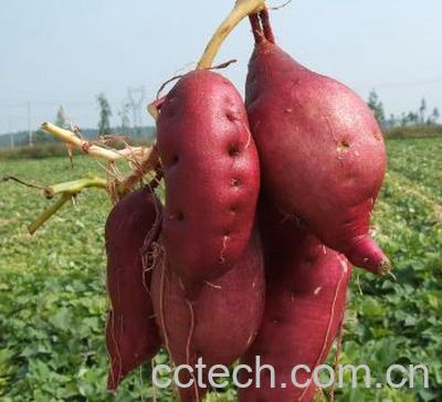 果蔬百科红薯-0