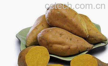 果蔬百科白薯-0