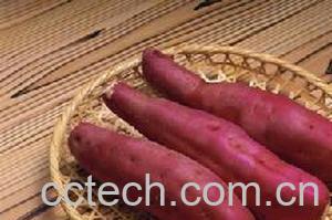 果蔬百科红薯-0