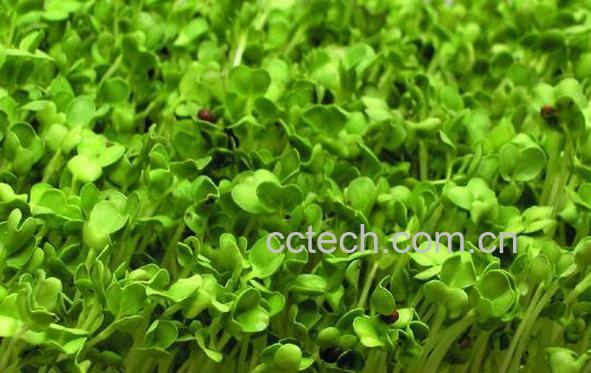 果蔬百科萝卜苗-0