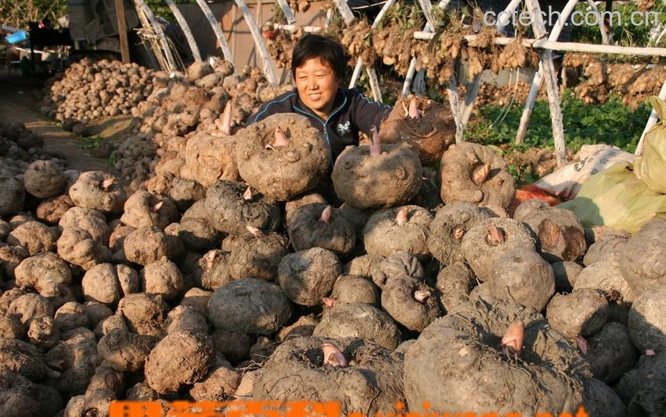 果蔬百科魔芋-0