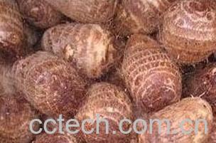 果蔬百科芋艿-0