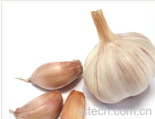 果蔬百科大蒜-0