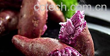 果蔬百科紫薯-0
