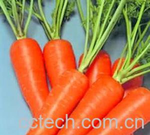 果蔬百科胡萝卜-0