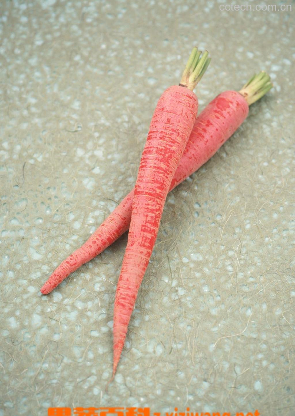 果蔬百科萝卜-0