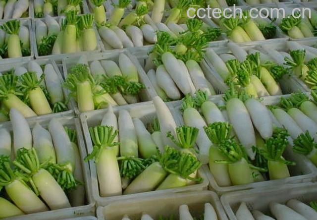 果蔬百科萝卜-0