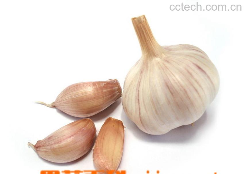 果蔬百科大蒜-0