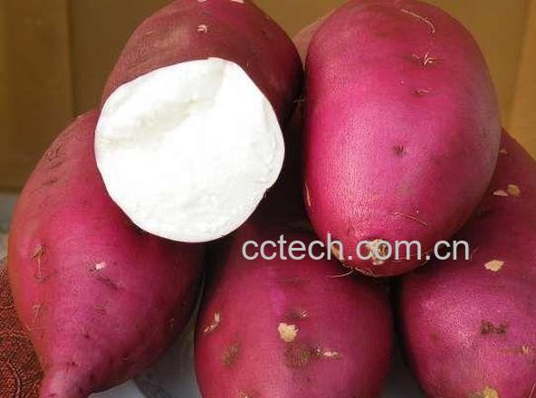 果蔬百科红薯-0