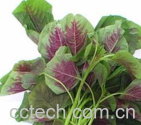 果蔬百科苋菜-0