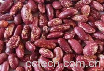 果蔬百科芸豆-0