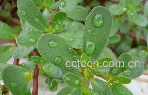 果蔬百科马齿苋-0