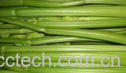 果蔬百科西芹-0