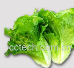 果蔬百科生菜-0