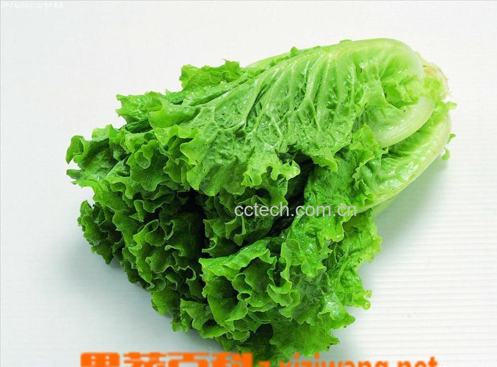 果蔬百科生菜-0