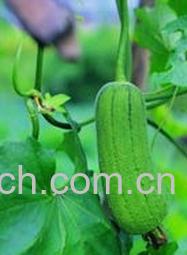 果蔬百科空心菜嫁接丝瓜-0