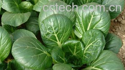 果蔬百科油菜-0