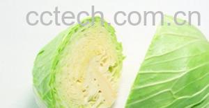 果蔬百科卷心菜-0